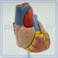 PNT-0400 modelo médico da anatomia do coração 3D